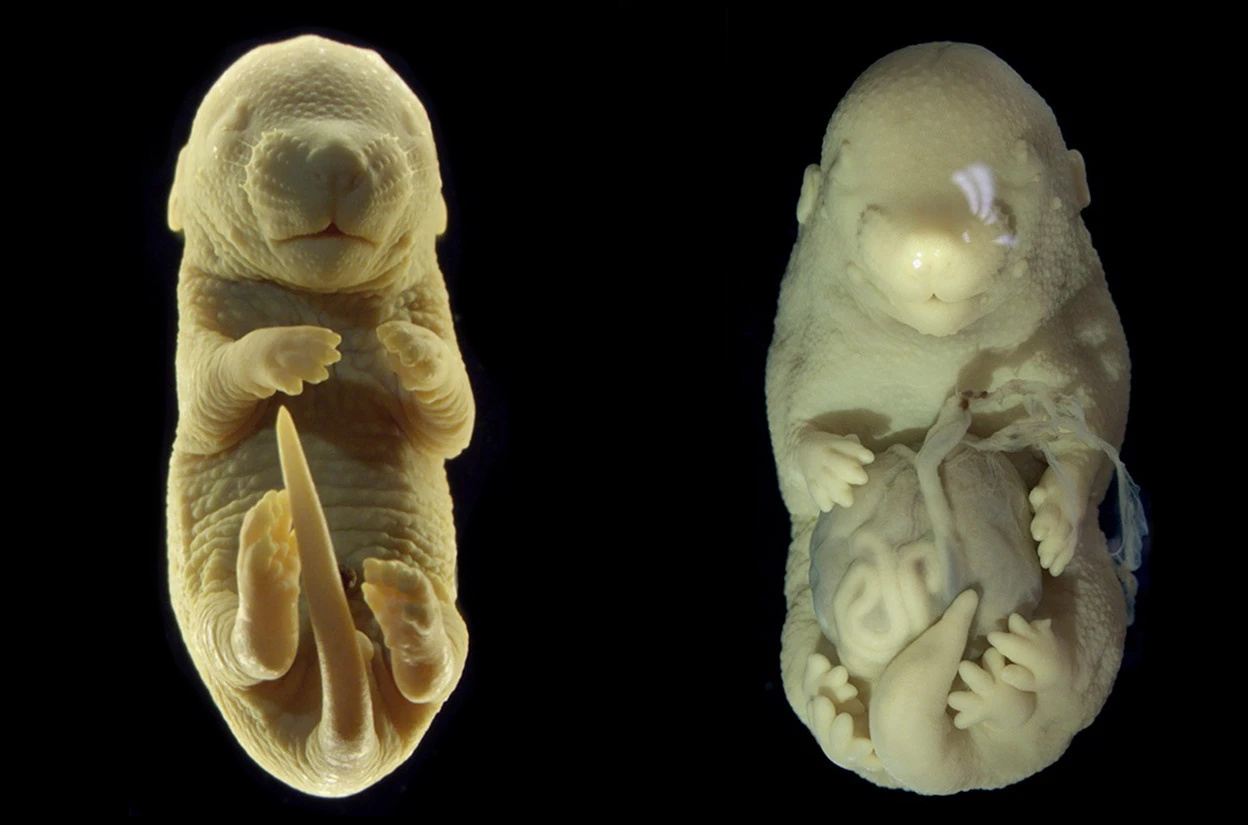 Oamenii de știință au crescut accidental un șoarece cu șase picioare.  I-a crescut o pereche suplimentară de picioare în loc de organe de reproducere