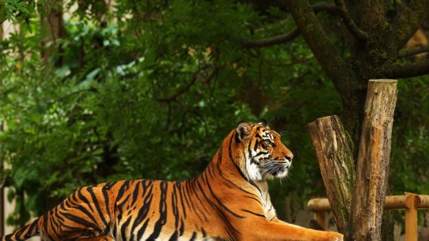 Tygrys jawajski jednak istnieje? W Indonezji ruszają poszukiwania gatunku uważanego za wymarły