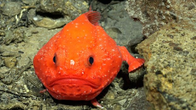 Na zboczach podwodnych gór znaleziono 50 nowych gatunków. A także rybę wyglądającą, jakby miała wybuchnąć