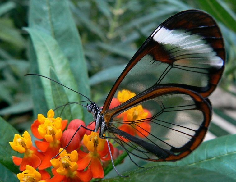 Motyl szklanoskrzydły (Greta oto)