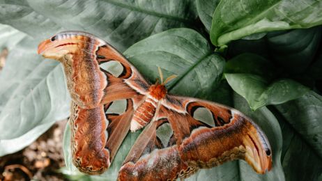 Pawica atlas (Attacus atlas) należy do rodziny motyli pawicowatych