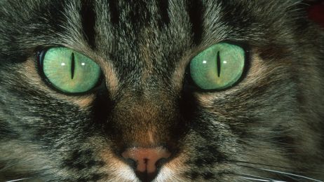 Jak widzą koty? Ich świat jest niebieski, żółty i szary. Za to o świcie i zmierzchu mają bardzo czuły wzrok (fot. Getty Images)