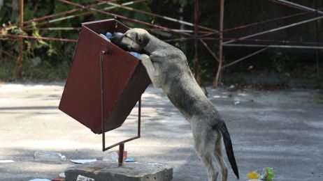 W Czarnobylu żyją setki psów. Jak katastrofa wpłynęła na pokolenia czworonogów?