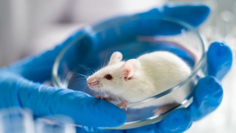Myszy jednak nie są niezawodne podczas eksperymentów. Potrafią celowo popełniać błędy