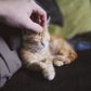 Koty nie mają lekkiego PRu: owszem słodkie i śliczne, ale postrzegane często jako wredne i traktujące człowieka jako maszynkę do uzupełniania miski. Tymczasem nowe badania przeczą temu stereotypowi. Wygląda na to, że koty potrafią nas pokochać.