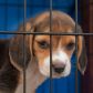 Pies to nie prezent – mówi szefowa Schroniska dla Zwierząt w Białymstoku i informuje, że do 10 stycznia 2020 roku wstrzymane zostały adopcje psów poniżej 6 miesiąca życia. Wszystko dlatego, że w okresie świątecznym szczenięta często przygarniane są po to,