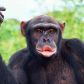 Szympans fot. Getty Images