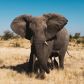 Kim są kłusownicy mordujący słonie dla kości? Gdzie trafia kość słoniowa z Afryki? (fot. Getty Images)
