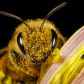 Naukowcy odkryli, że nawet minimalne dawki pestycydów mogą wywoływać u pszczół szkodliwe skutki (fot. Claudio Cavalensi/Getty Images)