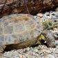 Żółw stepowy: zagrożenia, tryb życia i ciekawostki. Gdzie występuje ten zagrożony gatunek? (fot. Getty Images)