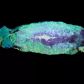 Futro dziobaków jest fluorescencyjne. Zbadano to na muzealnych okazach (fot. Mammalia 2020)