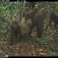 najrzadsze-goryle-na-swiecie-zauwazone-z-dziecmi-w-nigeryjskim-lesie