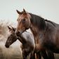 W najnowszych badaniach naukowcy udowodnili, że konie mogą rozpoznawać swoje odbicie w lustrze (fot. Getty Images)