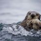 wydra-morska-ciekawostki-wystepowanie-i-ochrona-tego-zagrozonego-gatunku-fot-getty-images