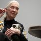 Jane Goodall jest światowej sławy przyrodniczką i badaczką naczelnych (fot. Getty Images)