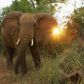O czym rozmawiają słonie? Powstał pierwszy na świecie słownik ich zachowań
