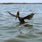 pelikan-w-zatoce-meksykanskiej