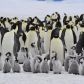 Zwierzęta Antarktydy - jakie gatunki tam żyją?