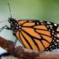 motyl-monarcha-ten-symbol-kanady-jest-na-liscie-gatunkow-zagrozonych-co-warto-o-nim-wiedziec-fot-getty-images