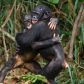czulosci-bonobo