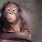 orangutany-po-szympansach-sa-jednymi-ze-zwierzat-najlepiej-poslugujacych-sie-narzedziami-fot-getty-images