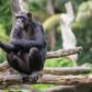 szympans-w-zoo