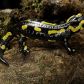 salamandra-plamista