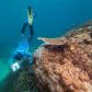 masywny-koral-zostal-odkryty-u-wybrzezy-goolboodi-w-stanie-queensland-fot-richard-woodgett