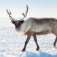 Zwierzęta Grenlandii - jakie gatunki tam mieszkają? Ciekawostki o faunie Grenlandii
