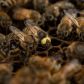 jako-pierwsza-cecha-zmutowanej-pszczoly-wyrozniaja-sie-jej-duze-kremowozolte-oczy-photograph-by-annie-o-neill