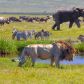 Zwierzęta na safari - jakie można zaobserwować i kiedy jechać?