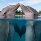 delfiny-tak-jak-ludzie-moga-czerpac-przyjemnosc-z-seksu