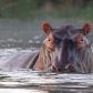 hipopotam-nilowy-czy-jest-niebezpieczny-jakie-sa-najwieksze-zagrozenia-dla-tego-gatunku-fot-getty-images