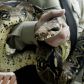 Najdłuższe węże świata - ile mierzą te niesamowite gady? (fot. Phil Noble - PA Images/PA Images via Getty Images)