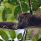 Małpy rutynowo spożywają owoce zawierające alkohol. Czy to wyjaśnia, skąd się wzięła ludzka skłonność do „procentów”? (Fot. Kike Calvo/Universal Images Group via Getty Images)
