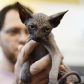 Najbrzydsze koty - TOP 10 zaskakujących ras kotów (fot. Laura Chiesa/Pacific Press/LightRocket via Getty Images)