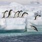 praca-na-antarktydzie-szuka-czlowieka-obowiazki-liczenie-pingwinow-i-nie-tylko