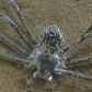Niezwykłe zachowanie tropikalnego pająka. Naukowcy zaobserwowali, że może chować się pod wodą nawet przez 30 minut (fot. Lindsey Swierk)