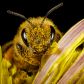 Ostateczny dowód na inteligencję owadów. Dwie pszczoły same odkręciły butelkę (fot. Getty Images)