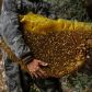 Jak nasi przodkowie cenili miód? Kradzież miodu i zniszczenie pszczelej rodziny karali śmiercią przez powieszenie (fot. Kevin Frayer/Getty Images)