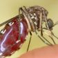 Pewne wirusy powodują, że robisz się „smaczniejszy” dla komarów. To odkrycie może dać nam nowe repelenty (fot. Tom Ervin/Getty Images)