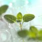 Rośliny będą rosnąć w ciemnościach? Naukowcy opracowali nową metodę sztucznej fotosyntezy i wygrali konkurs NASA (fot. Getty Images)