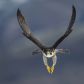 Najszybsze ptaki świata: które ptaki biją rekordy prędkości? (fot. Getty Images)