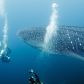 Największe ryby świata: odkryj 11 największych gatunków ryb (fot. Getty Images)