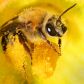 Nowoczesne pestycydy uszkadzają układ nerwowy pszczół tak bardzo, że owady zataczają się jak pijane (fot. Creative Touch Imaging Ltd./NurPhoto via Getty Images)