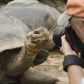 Wyspy Galapagos: władze podejrzewają, że ludzie polują i zjadają żółwie