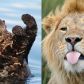 Zwierzęta Afryki: w Etiopii żyła wydra wielkości lwa