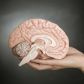 Ciekawostki o mózgu. Neurony babci, prawdziwa liczba szarych komórek i mit wykorzystywania tylko 10% mózgu (fot. Getty Images)