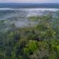 Naukowcy zbadają największe drzewo w Amazonii. Dotarcie do rekordzisty zajęło kilka lat