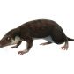 Naukowcy zrekonstruowali genom najstarszego przodka wszystkich ssaków. Na grafice morganukodont (fot. Funkmonk, Wikimedia Commons, CC-BY-SA-4.0)